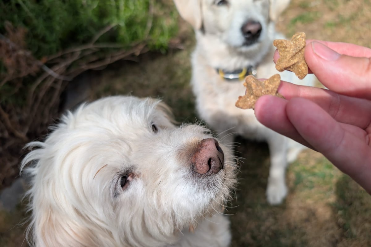 Forthglade Dog Treats Subscription: Multipack Review & Savings