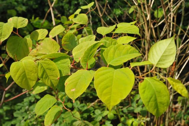 Japanese Knotweed is a type of invasive species.