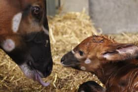 First-time mum Othaya welcomed a male bongo calf in the late afternoon.
