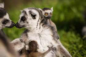 Ring tailed lemurs demonstrate strong bonds within the troop.