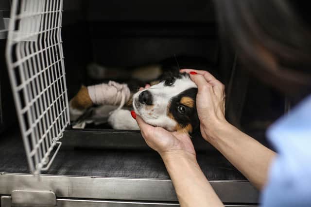 Health, environment and animal charities benefit most from local donors