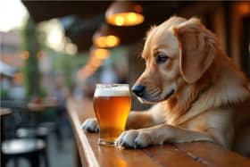Dog at pub