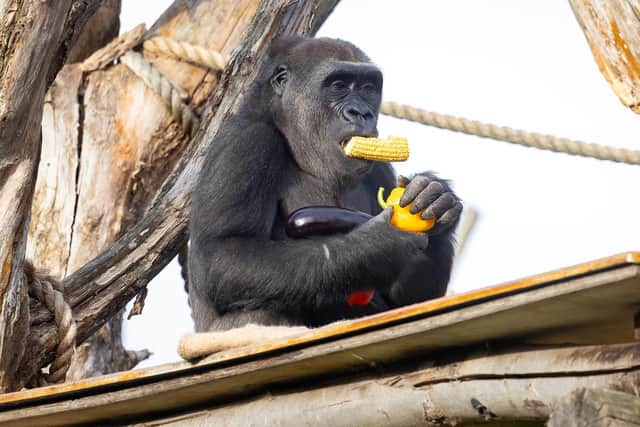 Western lowland gorilla, Alika enjoying corn and aubergine from New Covent Garden Market