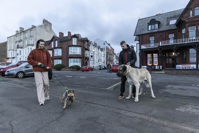 Abu next to other dogs. Abu, 2, a Aksaray Malaklisi, is believed to be one of the biggest dogs in the UK. Abu and owner Dylan Shaw, 33, pictured in Saltburn, North Yorks, Oct 30 2023.
