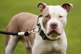 Breeding, selling or abandoning the dogs has also become illegal as of Sunday, with owners being urged to apply for a certificate of exemption for current pets before the January 31 deadline. From February 1, it will be criminal offence to own an XL bully dog in England and Wales without a certificate. 
Photo credit should read: Jacob King/PA Wire