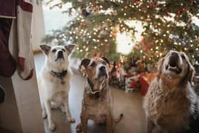 Many Christmas treats can be toxic to dogs