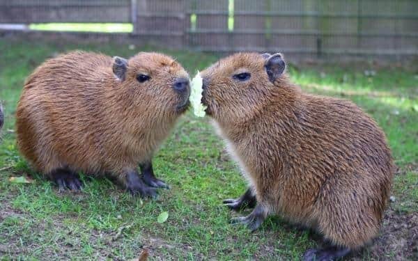 Drusillas has celebrated the surprise birth of two capybara twins and has called on the public to help name the pair. Picture: Drusillas