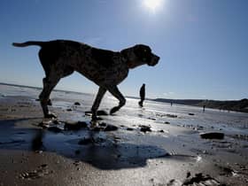 Here are seven places you can't take your dog