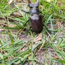 A male stag beetle