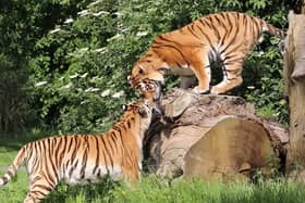 Vera and Dmitri's first encounter