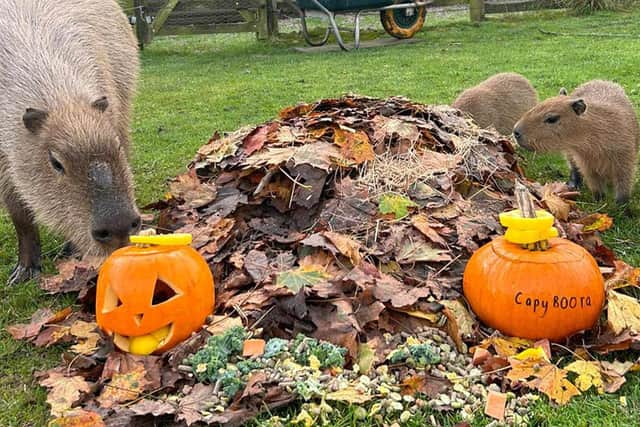 Graham and pups with the pumpkin
