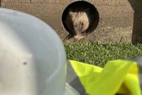 Hedgehog Awareness Week