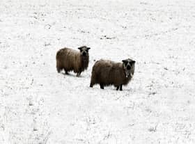 Sheep braving the snow 