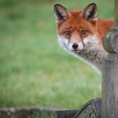  An urban fox in the UK (Picture: Matt Cardy/Getty Images)