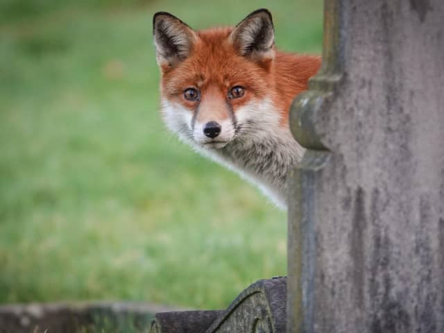  An urban fox in the UK (Picture: Matt Cardy/Getty Images)