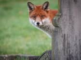  An urban fox in the UK (Picture: Matt Cardy/Getty Images)