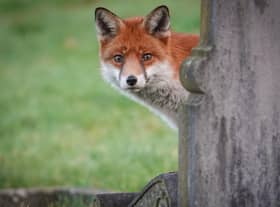  An urban fox in the UK (Picture: Matt Cardy/Getty Images)