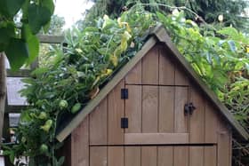 A garden shed has greenery growing on its roof in a rewilded London garden