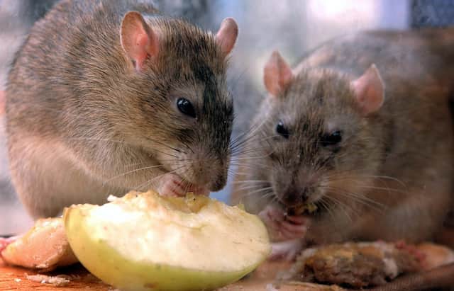 Rats nibble on discarded food in central London as The Keep Britain Tidy Campaign announced that the UK rat population had increased by 24% to 60 million, due mainly to the rise in fast food litter. * The group is launching a campaign to encourage those using takeaways, food halls and concession stands to bin unwanted food rather than dump it on the streets.