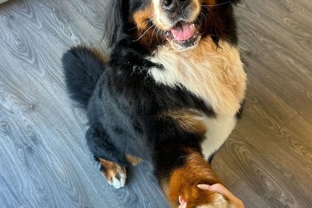 Oscar being pawsome