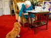 Queen Elizabeth II’s corgis: How many did she have over her lifetime? What will happen to the two left?