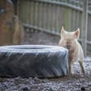 Farmyard Friends settling into their new home