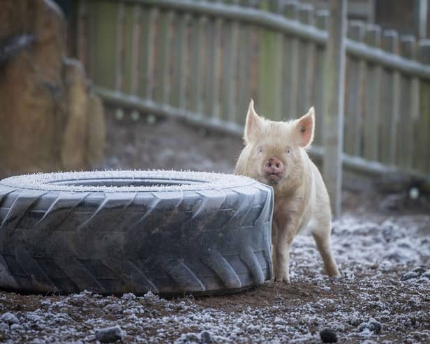 Farmyard Friends settling into their new home