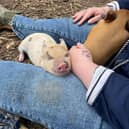 Miniature pigs make amazing pets - Animal News Agency
