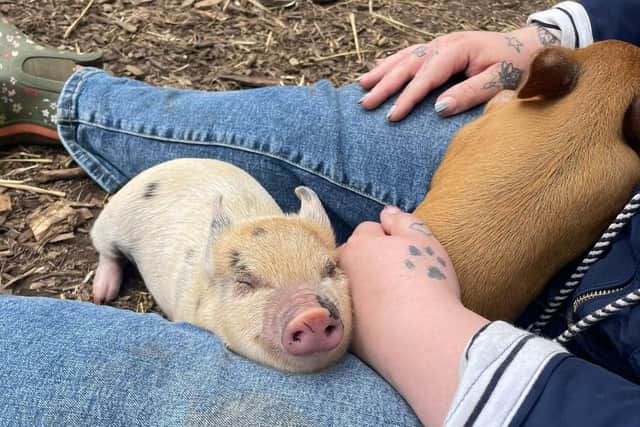 Miniature pigs make amazing pets - Animal News Agency