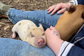 Miniature pigs make amazing pets - Animal News Agency