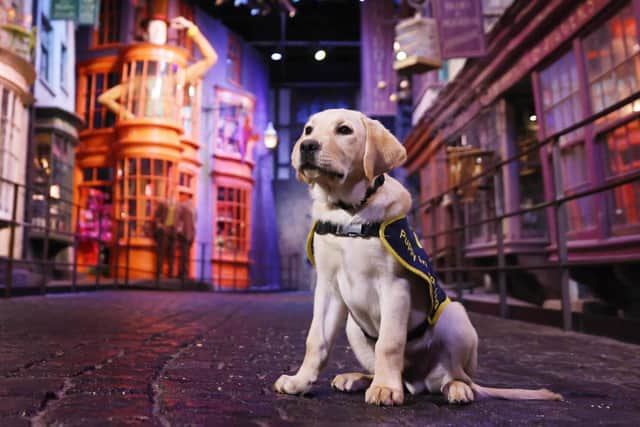 Through the Name a Puppy scheme, Warner Bros. Studio Tour London has sponsored three guide dog puppies.