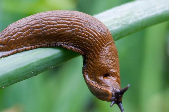 Expert reveals how to protect your garden from a slug invasion this spring