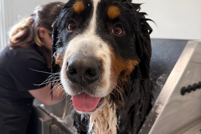 Oscar, the loyal customer
