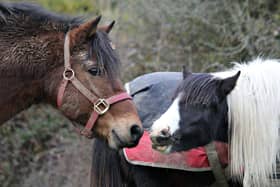 The team do a fantastic job and go out of their way to help any animals.