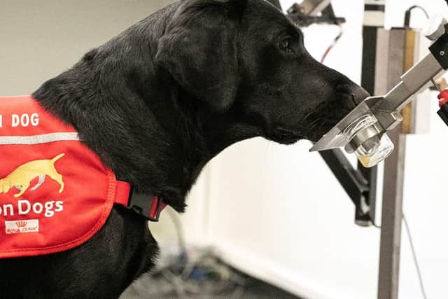 Rosie at work in the charity's training room