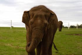 Asian Elephant Tarli with the pumpkins