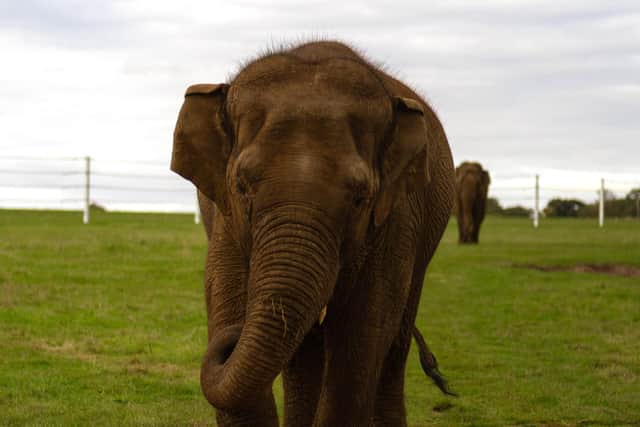 Asian Elephant Tarli with the pumpkins