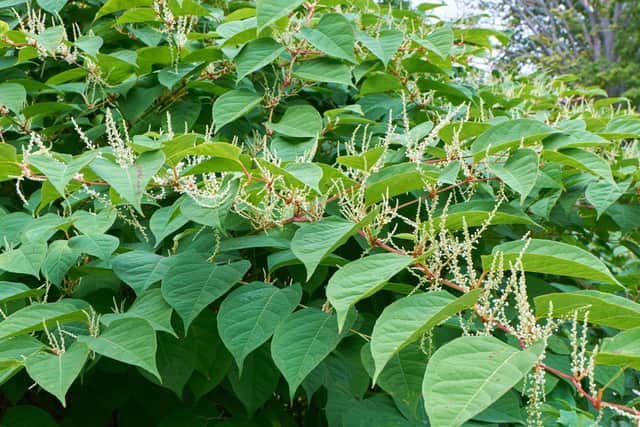 Gardeners beware - Japanese knotweed is extremely destructive