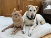 Peps and Peanut have completely changed Claire's life - Animal News Agency