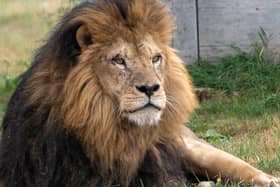 Lonka the new African male Lion at Woburn Safari Park. Photo: Woburn Safari Park - Laura Ross