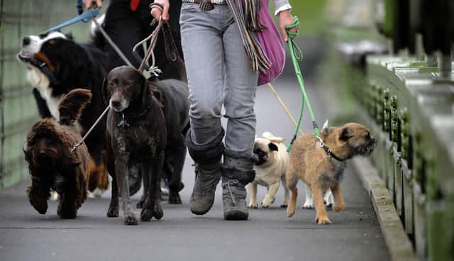 Dogs out for a walk on Hammersmith Bridge as Oxford practice on the River Thames, London.
