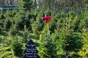 London Christmas tree suppliers that will deliver to your door