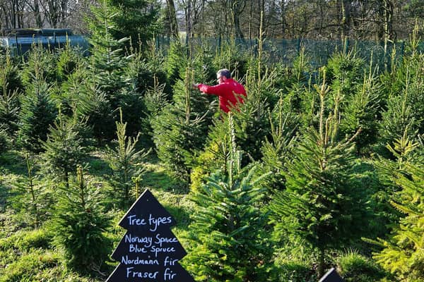London Christmas tree suppliers that will deliver to your door