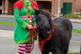 Sales advisor Jess Reynolds brought her Shetland pony Blackjack to the festivities at Alkerden Heights.