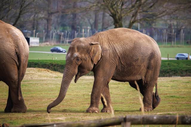 They say elephants never forget and neither will you if you win this VIP experience. Photo: WSP
