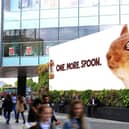 Red squirrel sighting in Westfield has gone viral!
