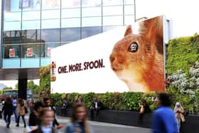 Red squirrel sighting in Westfield has gone viral!