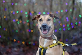 Dogs Trust Basildon's Christmas Fair is this weekend.