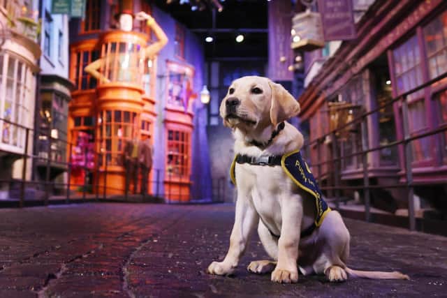 Through the Name a Puppy scheme, Warner Bros. Studio Tour London has sponsored x3 guide dog puppies