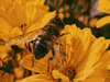 Keep 'Bee’ in Britain by making gardens wildlife sanctuaries